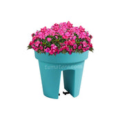 COMBO MATERA BALCÓN LOFLY 25 CM CON FLORES- Tumatera.co