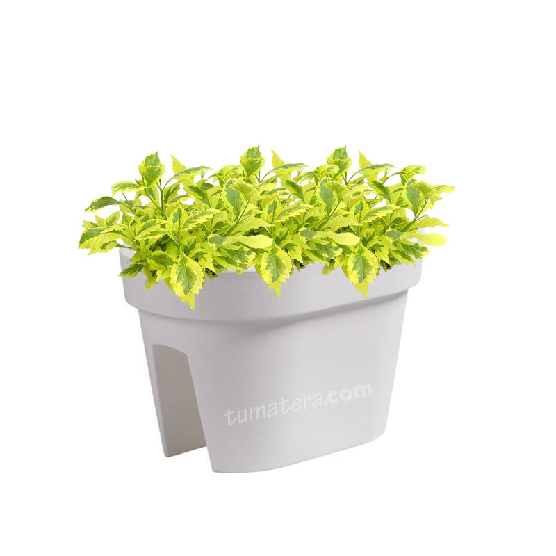 COMBO JARDINERA BALCÓN LOFLY 40 CM CON DURANTAS- Tumatera.co