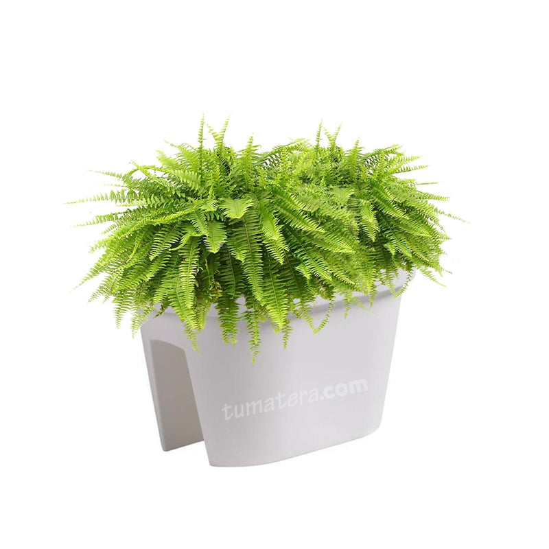 COMBO JARDINERA BALCÓN LOFLY 40 CM CON HELECHOS- Tumatera.co