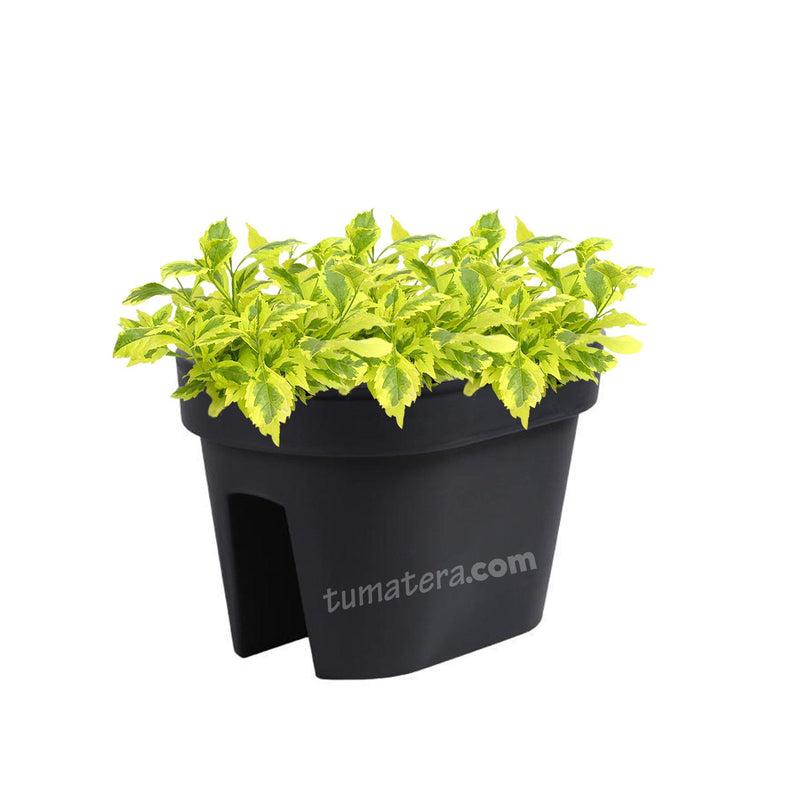 COMBO JARDINERA BALCÓN LOFLY 40 CM CON DURANTAS- Tumatera.co