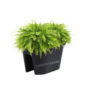 COMBO JARDINERA BALCÓN LOFLY 40 CM CON HELECHOS- Tumatera.co