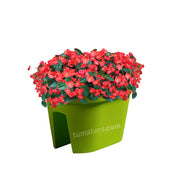 COMBO JARDINERA BALCÓN LOFLY 40 CM CON FLORES- Tumatera.co