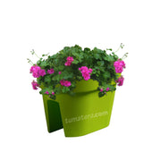 COMBO JARDINERA BALCÓN LOFLY 40 CM CON GERANIUM PELARGOMIUN- Tumatera.co