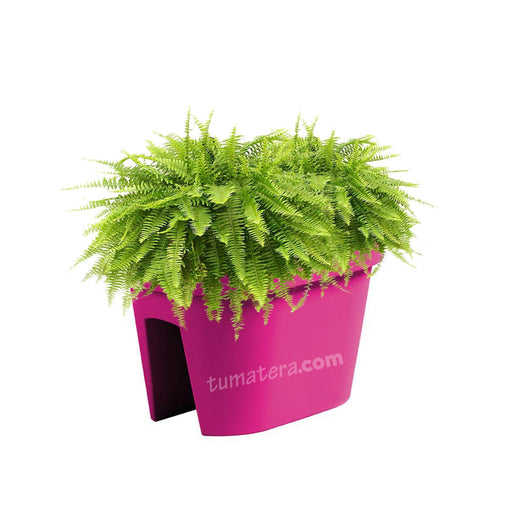 COMBO JARDINERA BALCÓN LOFLY 40 CM CON HELECHOS- Tumatera.co