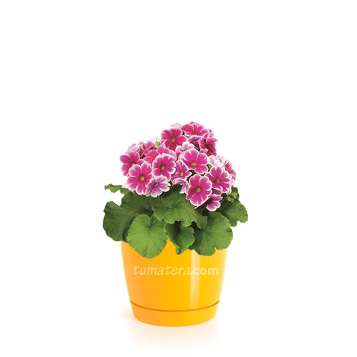 COMBO MATERA COUBI ROUND 16 CM CON PRIMAVERAS- Tumatera.co