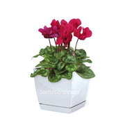 COMBO MATERA COUBI SQUARE 16 CM CON VIOLETA DE LOS ALPES- Tumatera.co