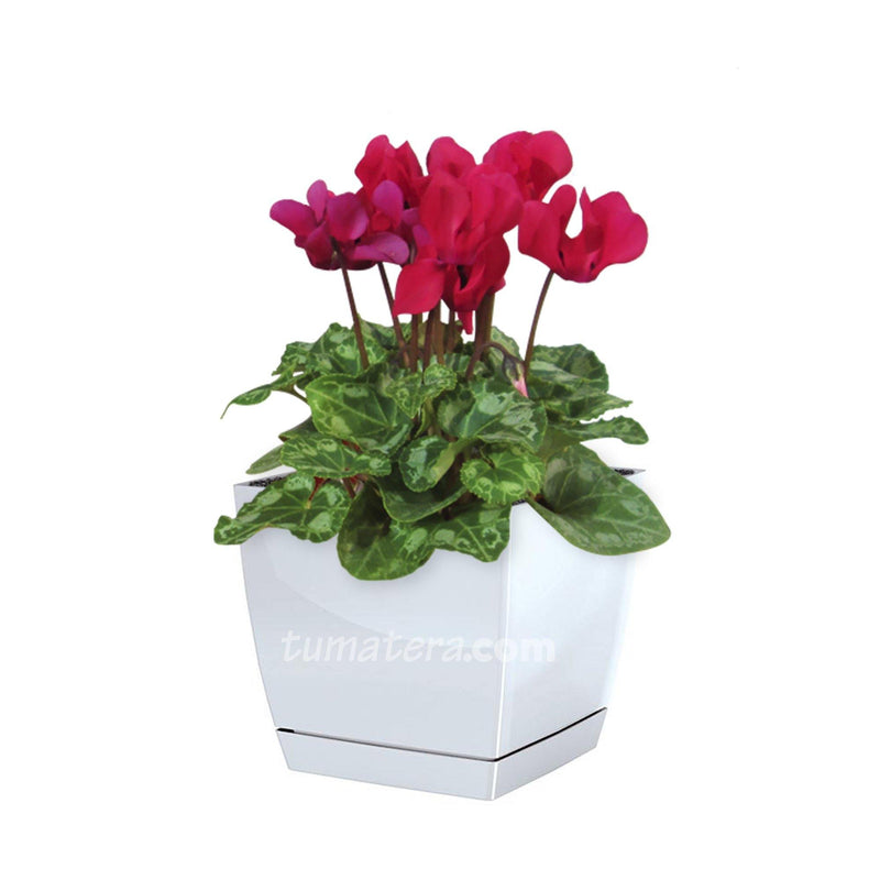 COMBO MATERA COUBI SQUARE 16 CM CON VIOLETA DE LOS ALPES- Tumatera.co