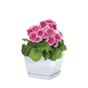 COMBO MATERA COUBI SQUARE 16 CM CON PRIMAVERAS- Tumatera.co
