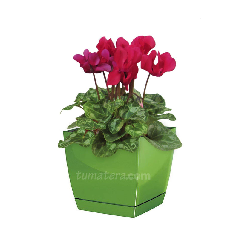 COMBO MATERA COUBI SQUARE 16 CM CON VIOLETA DE LOS ALPES- Tumatera.co