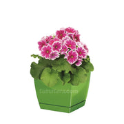 COMBO MATERA COUBI SQUARE 16 CM CON PRIMAVERAS- Tumatera.co