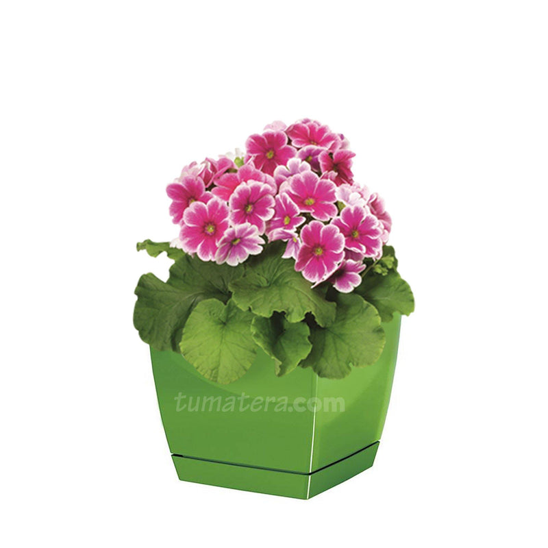 COMBO MATERA COUBI SQUARE 16 CM CON PRIMAVERAS- Tumatera.co