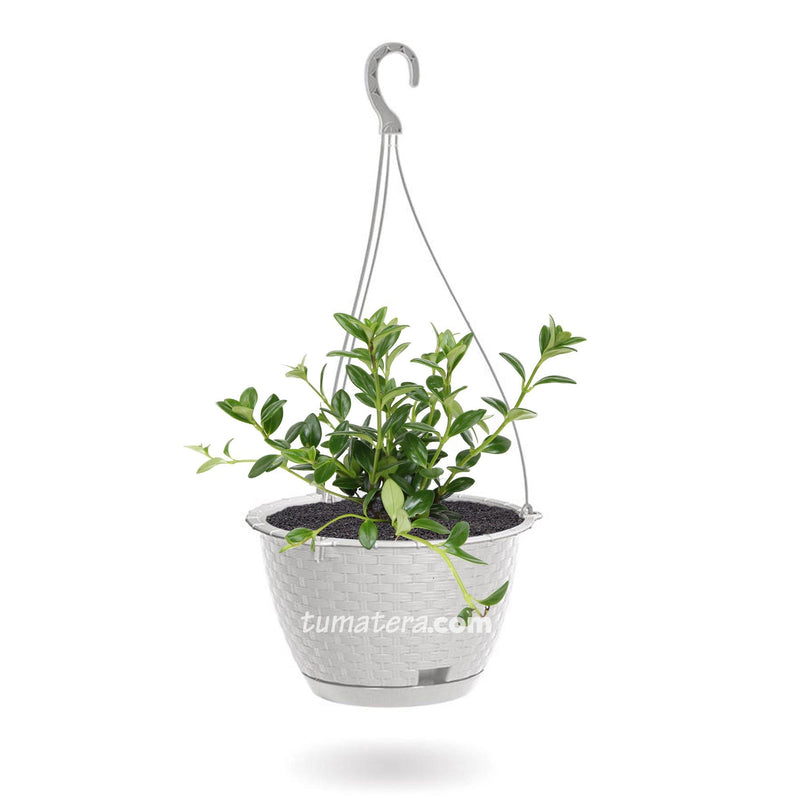 COMBO MATERA RATÁN COLGANTE 24 CM CON PLANTA PESCADITO- Tumatera.co