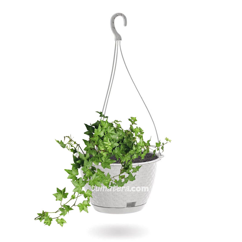 COMBO MATERA RATÁN COLGANTE 24 CM CON HIEDRA INGLESA- Tumatera.co