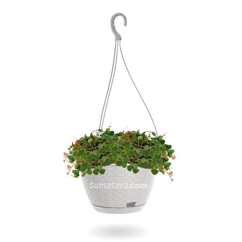 COMBO MATERA RATÁN COLGANTE 24 CM CON CENTAVITO- Tumatera.co