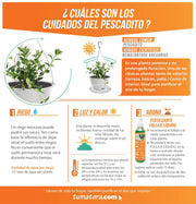 COMBO MATERA RATÁN COLGANTE 24 CM CON PLANTA PESCADITO- Tumatera.co