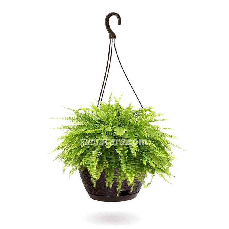 COMBO MATERA RATÁN COLGANTE 24 CM CON HELECHOS- Tumatera.co