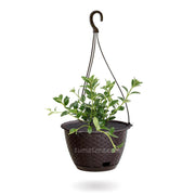 COMBO MATERA RATÁN COLGANTE 24 CM CON PLANTA PESCADITO- Tumatera.co