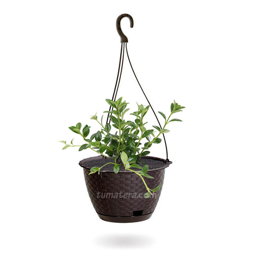 COMBO MATERA RATÁN COLGANTE 24 CM CON PLANTA PESCADITO- Tumatera.co