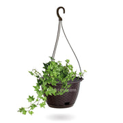 COMBO MATERA RATÁN COLGANTE 24 CM CON HIEDRA INGLESA- Tumatera.co