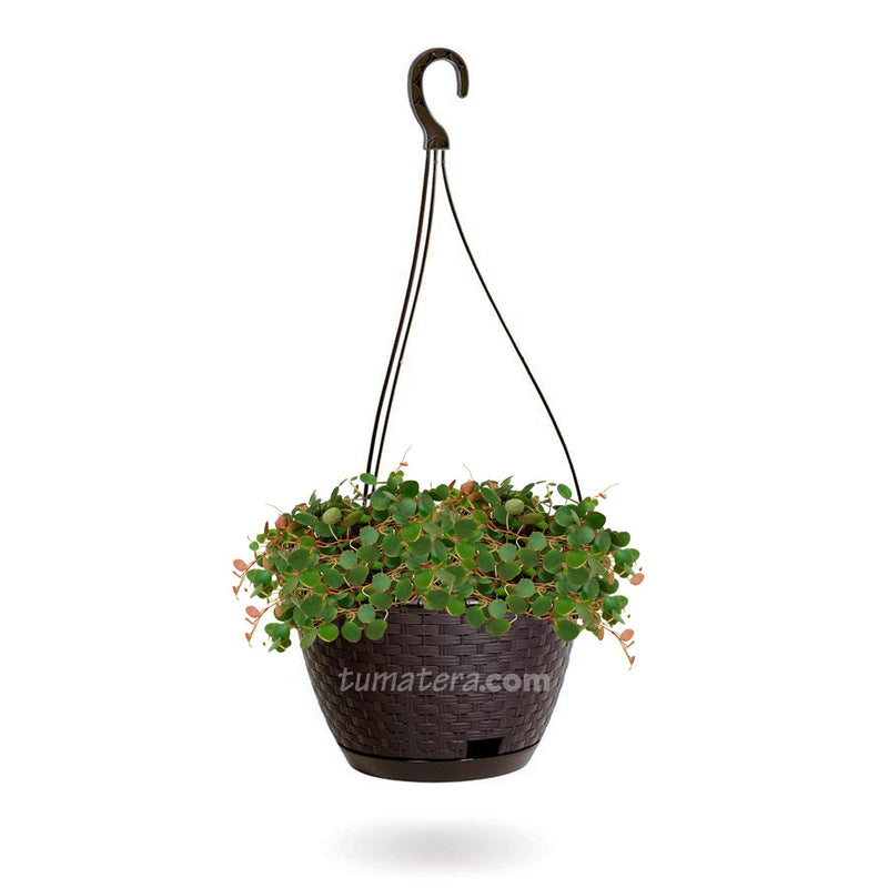 COMBO MATERA RATÁN COLGANTE 24 CM CON CENTAVITO- Tumatera.co