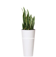 COMBO TUBUS 76 CM CON SANSEVIERA - Tumatera.co