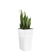 COMBO URBI 61 CM CON SANSEVIERA - Tumatera.co
