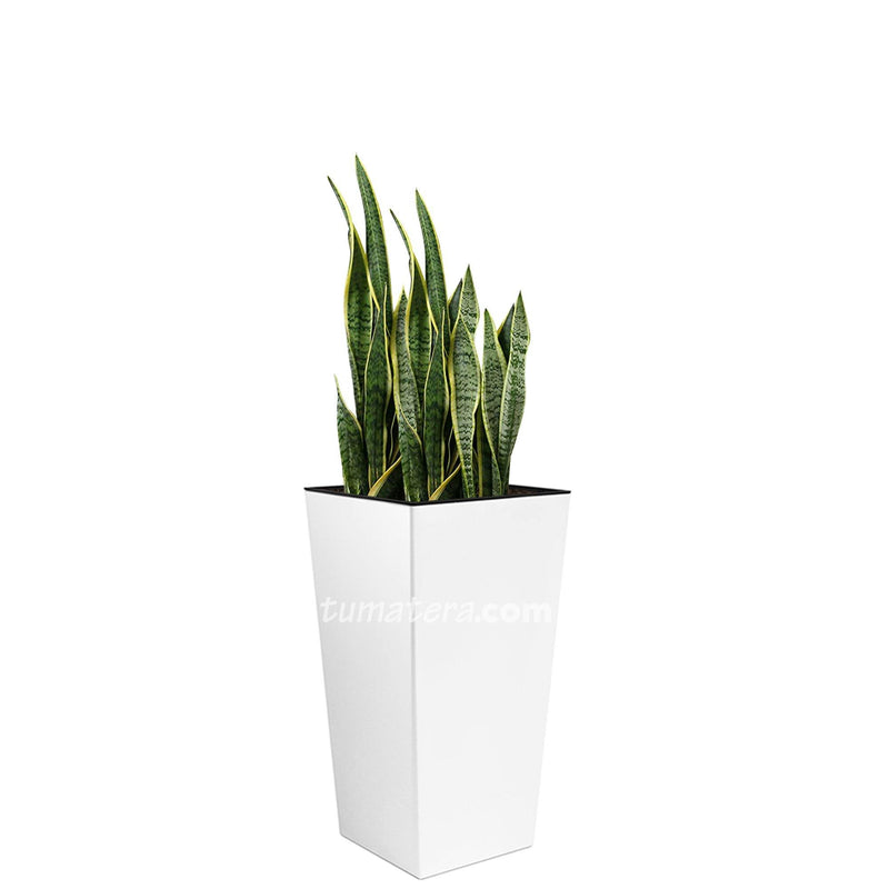 COMBO URBI 61 CM CON SANSEVIERA - Tumatera.co