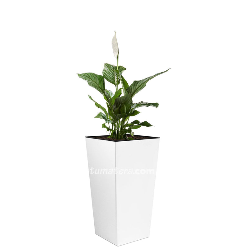 COMBO URBI 61 CM CON ESPATIFILO - Tumatera.co