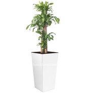 COMBO URBI 61 CM CON PALO DE BRASIL - Tumatera.co