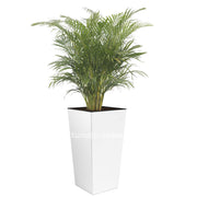 COMBO URBI 61 CM CON PALMA ARECA - Tumatera.co