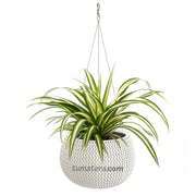 COMBO MATERA SPLOFY BOWL COLGANTE 29 CM CINTA- Tumatera.co