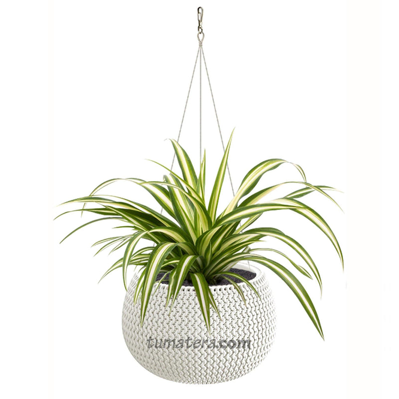 COMBO MATERA SPLOFY BOWL COLGANTE 29 CM CINTA- Tumatera.co