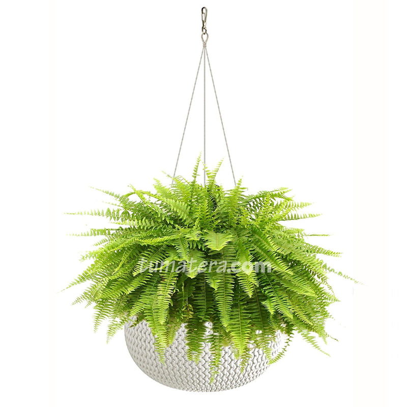 COMBO MATERA SPLOFY BOWL COLGANTE 29 CM CON HELECHOS- Tumatera.co