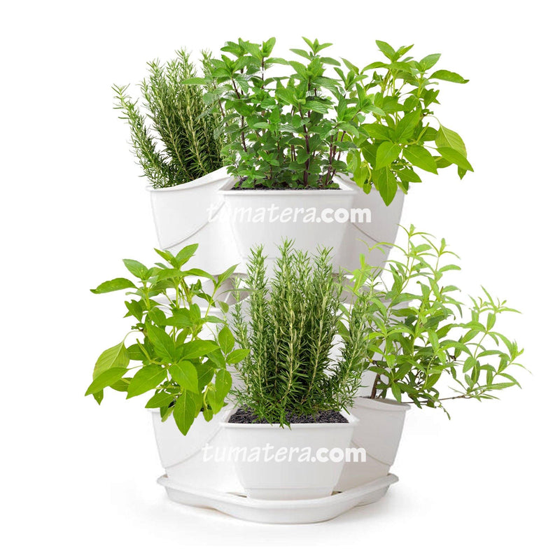 COMBO MATERA  COUBI HERBAL 38 CM CON AROMATICAS- Tumatera.co