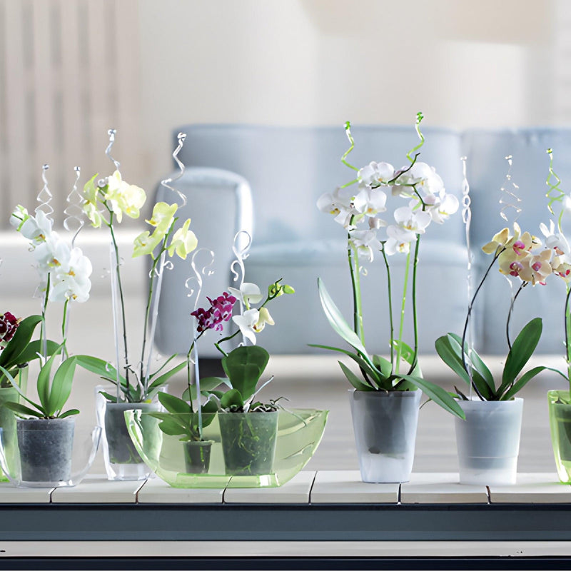 TUTOR DE ORQUIDEA DOBLE 59 CM - Tumatera.co