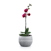 COMBO BETON BOWL 18 CM CON ORQUIDEA - Tumatera.co