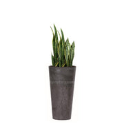 COMBO TUBUS BETON 57 CM CON SANSEVIERA - Tumatera.co