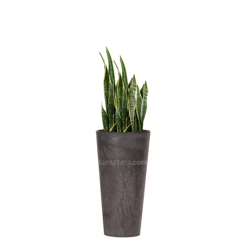 COMBO TUBUS BETON 57 CM CON SANSEVIERA - Tumatera.co