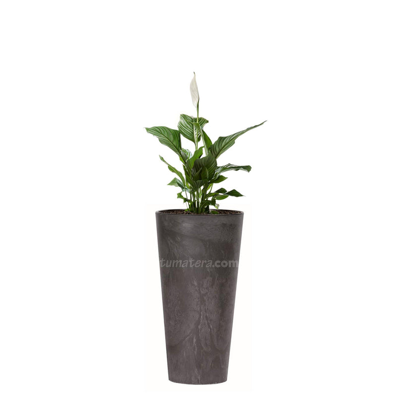 COMBO TUBUS BETON 57 CM CON ESPATIFILO - Tumatera.co