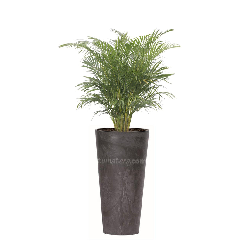 COMBO TUBUS BETON 57 CM CON PALMA ARECA- Tumatera.co