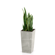 COMBO URBI BETON 61 CM CON SANSEVIERA - Tumatera.co