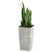 COMBO URBI BETON 75 CM CON SANSEVIERA - Tumatera.co