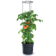 MATERA 39 CM PARA SIEMBRA DE TOMATES - Tumatera.co