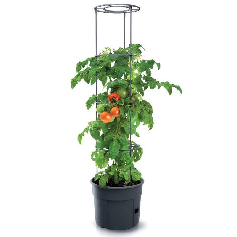 MATERA 39 CM PARA SIEMBRA DE TOMATES - Tumatera.co