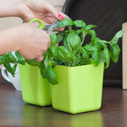 JARDINERA TWINS CUBE 24 CM - Tumatera.co