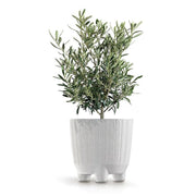 MATERA RYFON ECO 20 CM - Tumatera.co