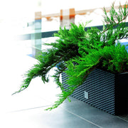 Jardinera Ratán con Autorriego 80 cm modo de uso