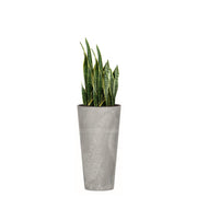 COMBO TUBUS BETON 57 CM CON SANSEVIERA - Tumatera.co