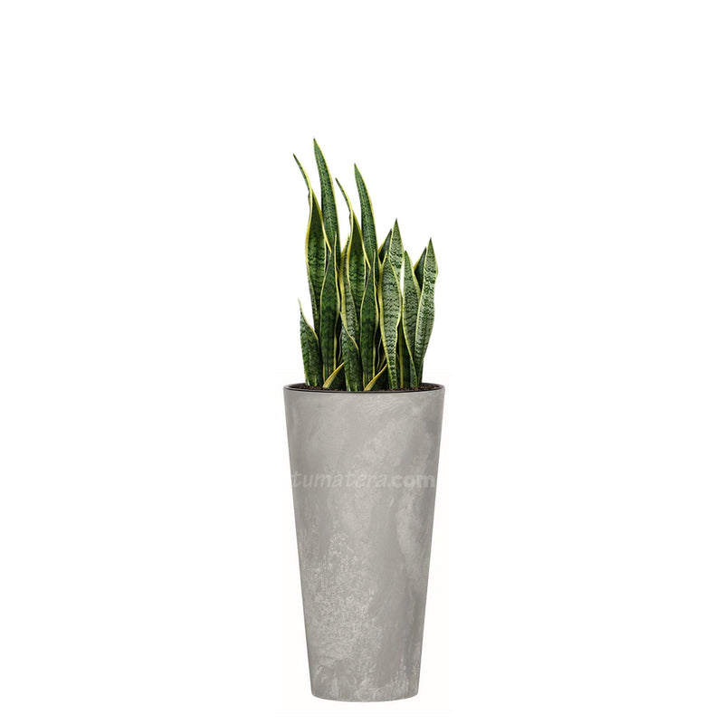 COMBO TUBUS BETON 57 CM CON SANSEVIERA - Tumatera.co