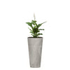 Combo Tubus Beton 57 Cm Con Espatifilo